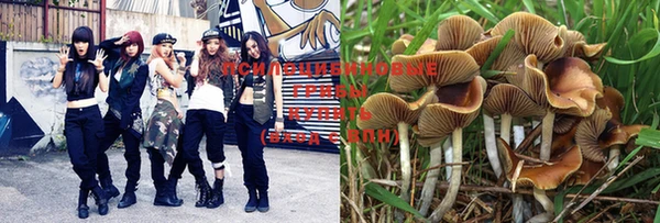 PSILOCYBIN Белокуриха